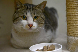 Ile posiłków potrzebuje kota w zależności od wieku?